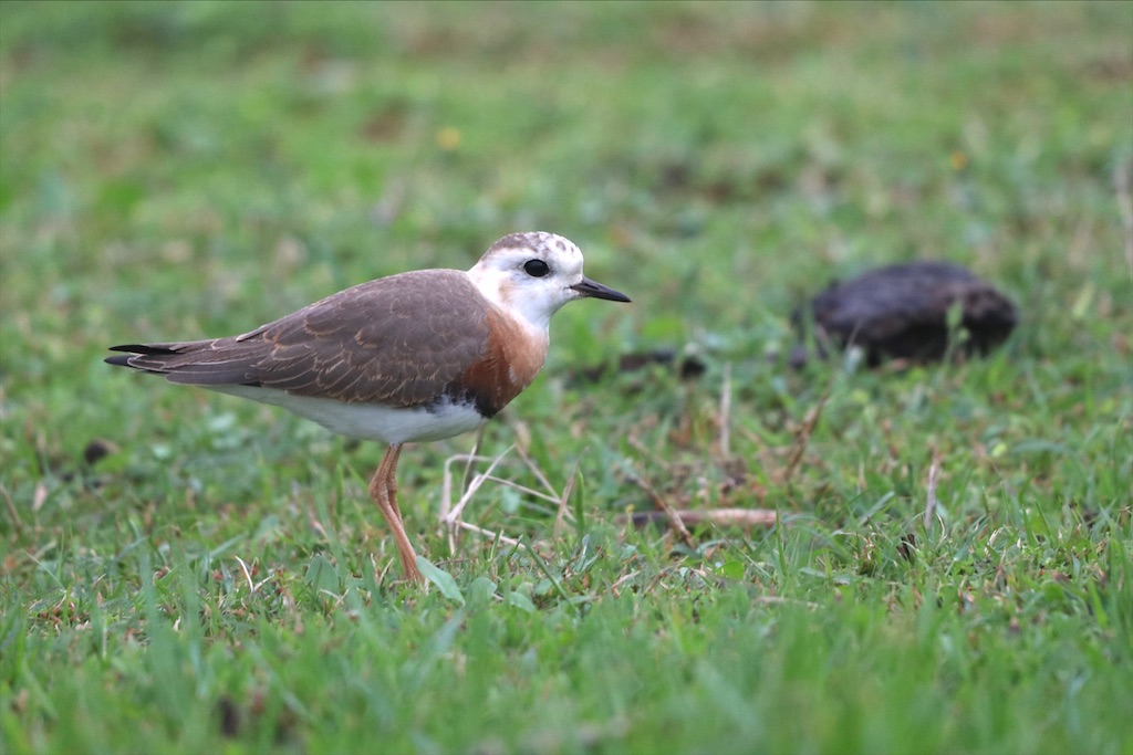 f:id:kitanominami:20200624130126j:image