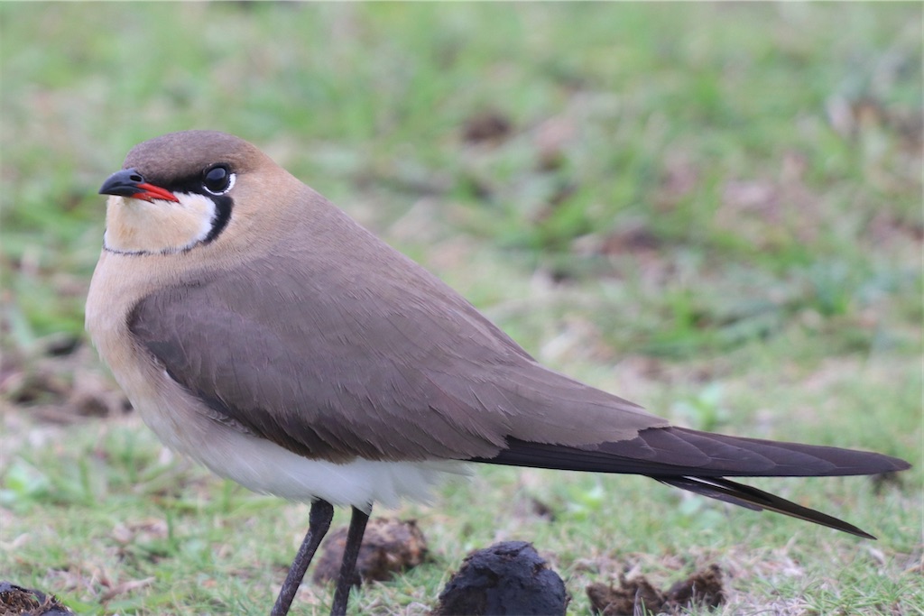 f:id:kitanominami:20200624130129j:image