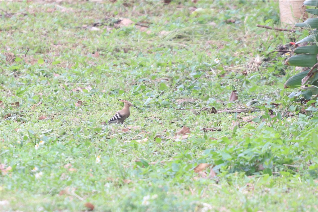 f:id:kitanominami:20200624130133j:image