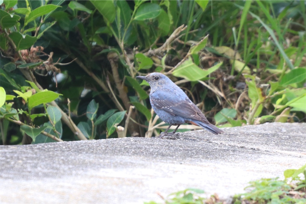 f:id:kitanominami:20200624130143j:image