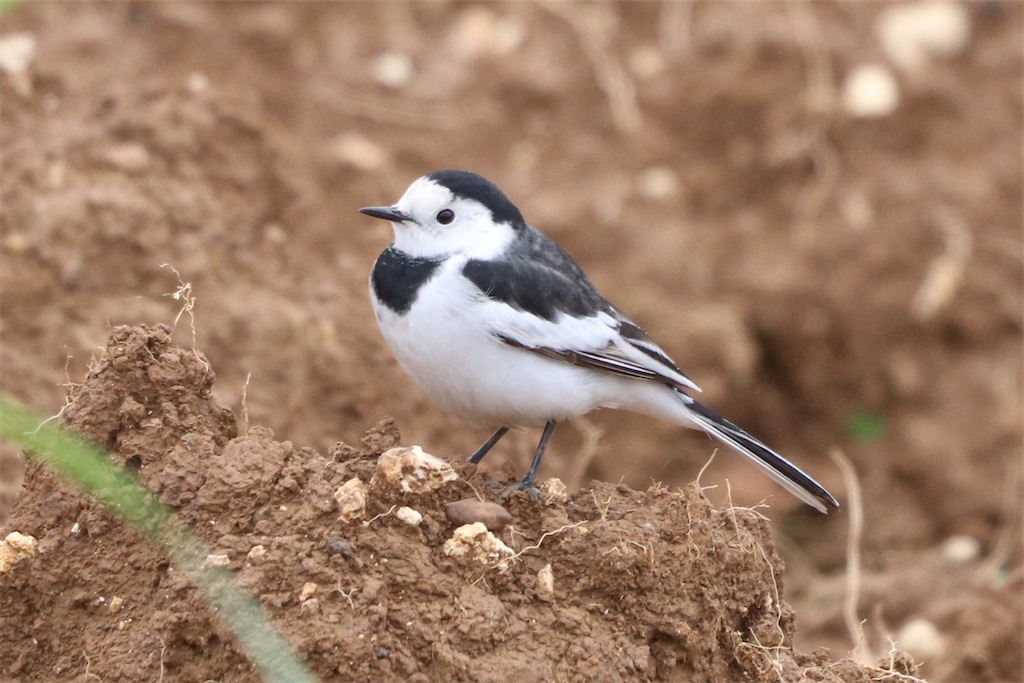 f:id:kitanominami:20200624130147j:image