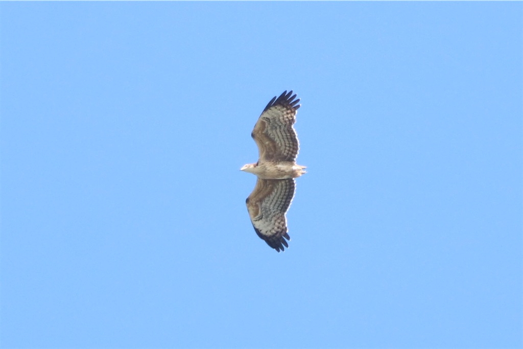 f:id:kitanominami:20200926200554j:image f:id:kitanominami:20200926200554j:image