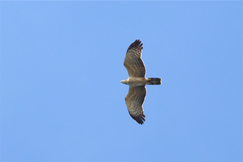 f:id:kitanominami:20200926200617j:image f:id:kitanominami:20200926200617j:image