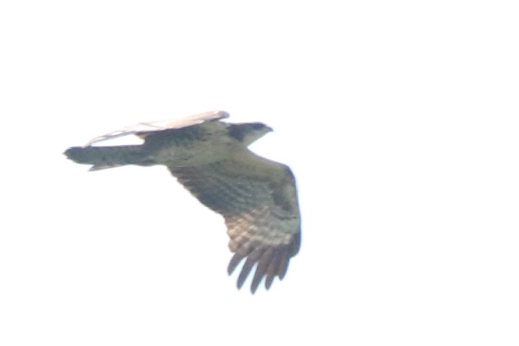 f:id:kitanominami:20200926200629j:image f:id:kitanominami:20200926200629j:image