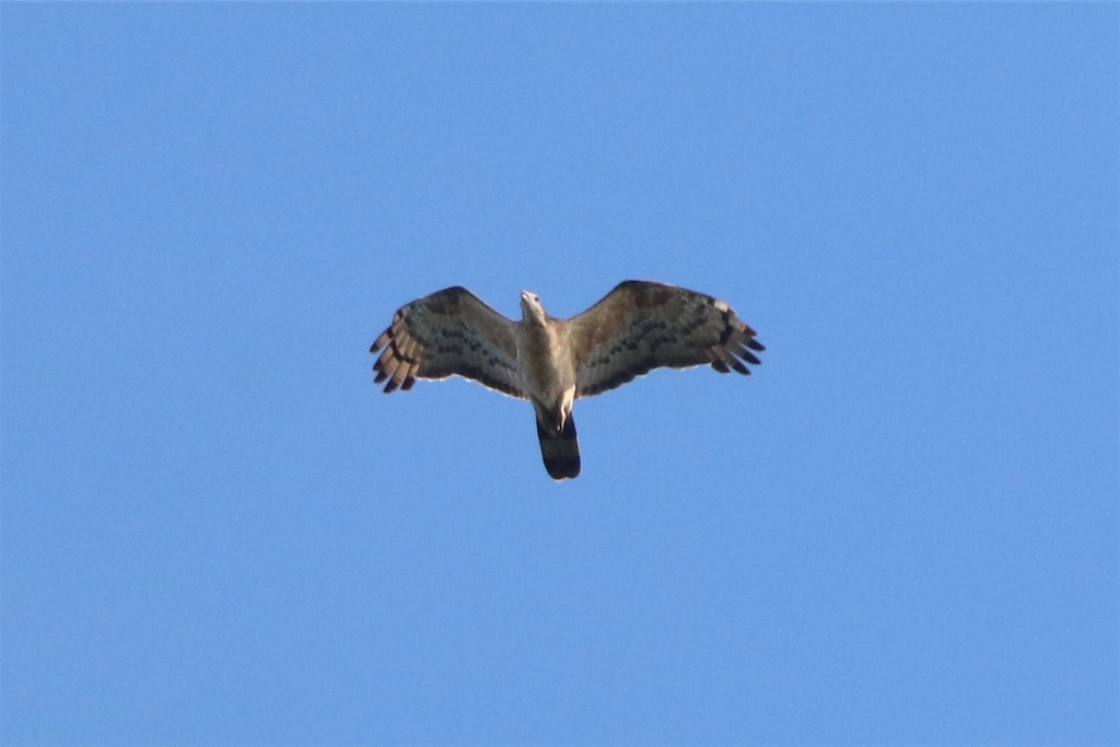 f:id:kitanominami:20200926200644j:image f:id:kitanominami:20200926200644j:image