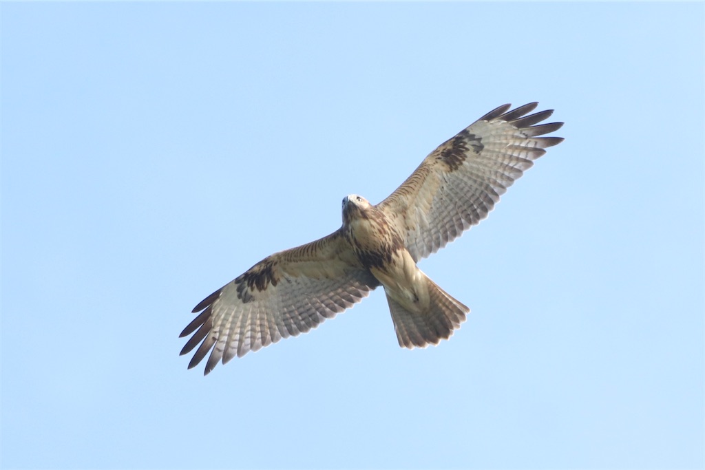 f:id:kitanominami:20200926200654j:image f:id:kitanominami:20200926200654j:image