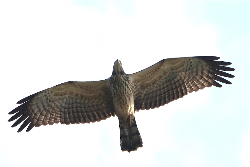 f:id:kitanominami:20200926200710j:image f:id:kitanominami:20200926200710j:image