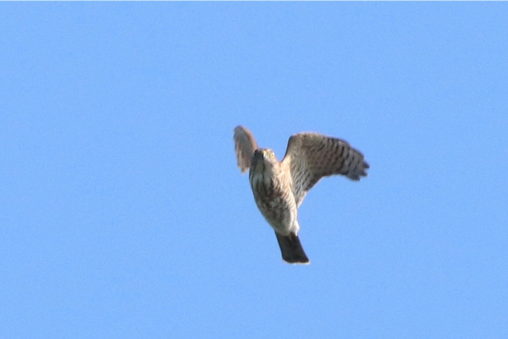 f:id:kitanominami:20200926200717j:image f:id:kitanominami:20200926200717j:image