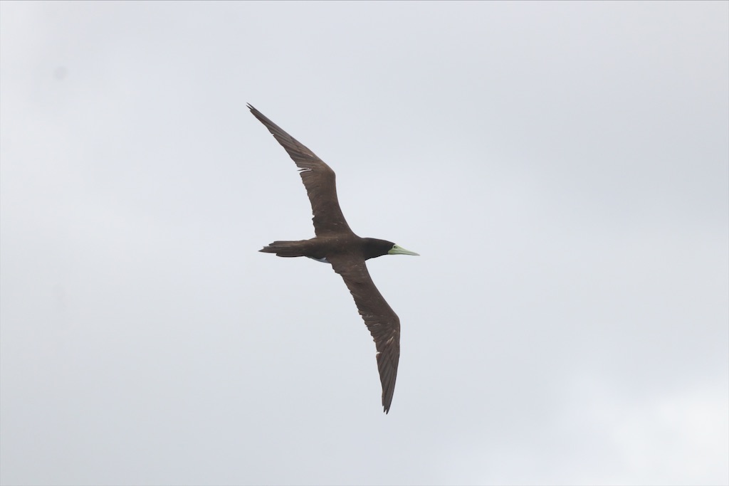 f:id:kitanominami:20200928192743j:image