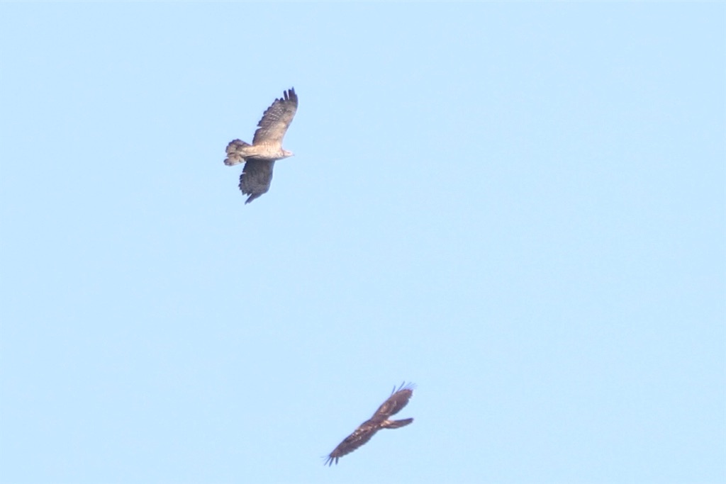 f:id:kitanominami:20200929202411j:image f:id:kitanominami:20200929202411j:image