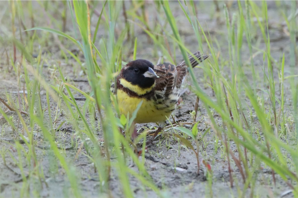 f:id:kitanominami:20220508172004j:image f:id:kitanominami:20220508172004j:image