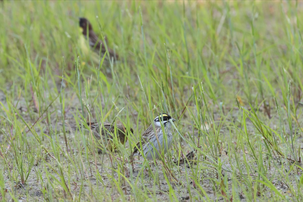 f:id:kitanominami:20220508172007j:image f:id:kitanominami:20220508172007j:image