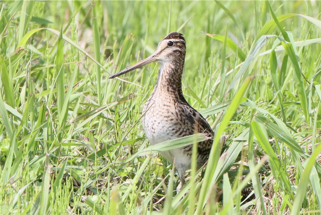 f:id:kitanominami:20220508194858j:image f:id:kitanominami:20220508194858j:image