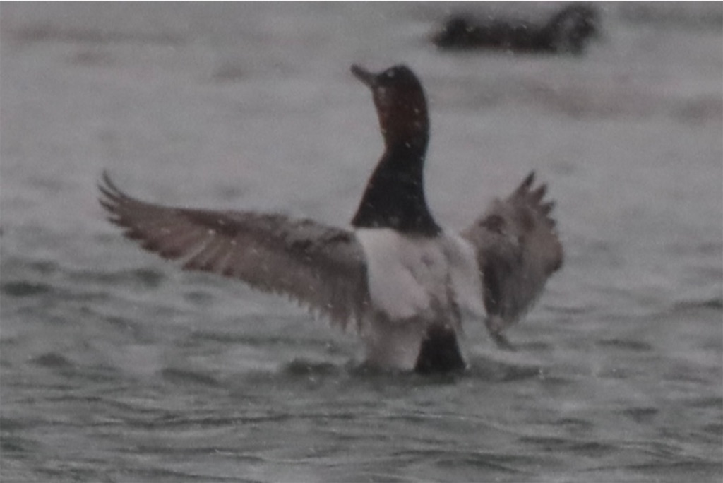 f:id:kitanominami:20230119013749j:image f:id:kitanominami:20230119013749j:image