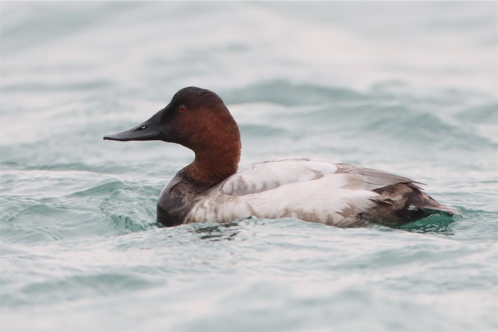 f:id:kitanominami:20230119015225j:image f:id:kitanominami:20230119015225j:image