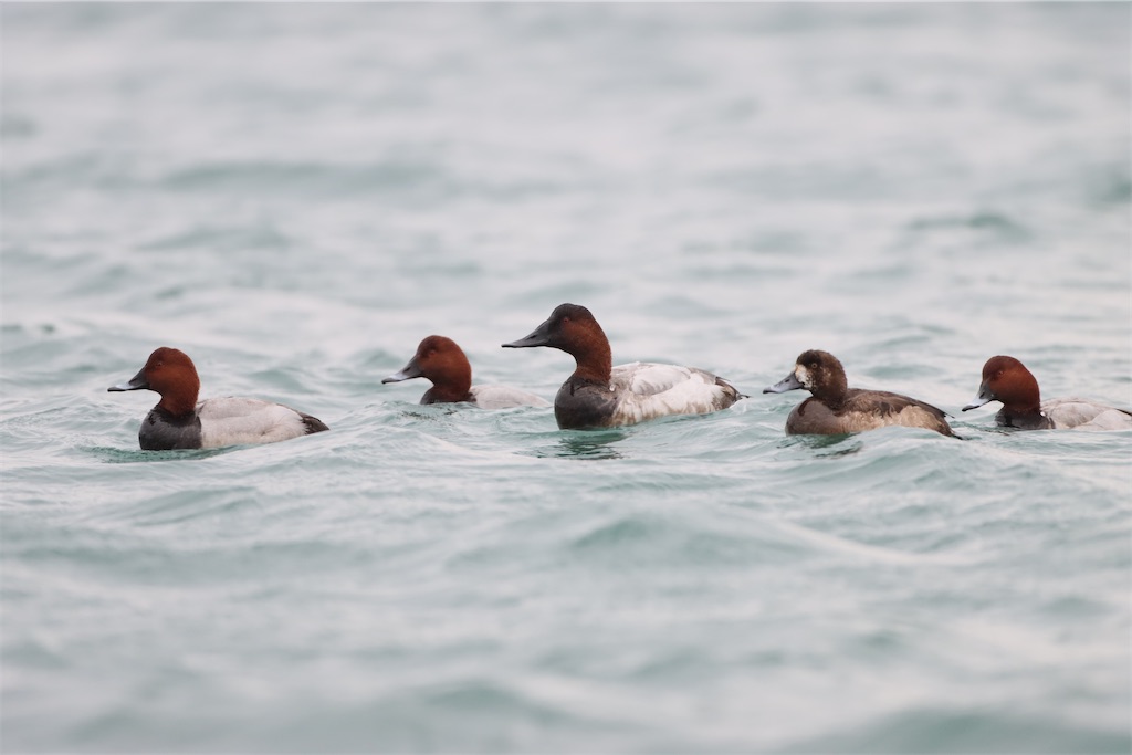 f:id:kitanominami:20230119015440j:image f:id:kitanominami:20230119015440j:image