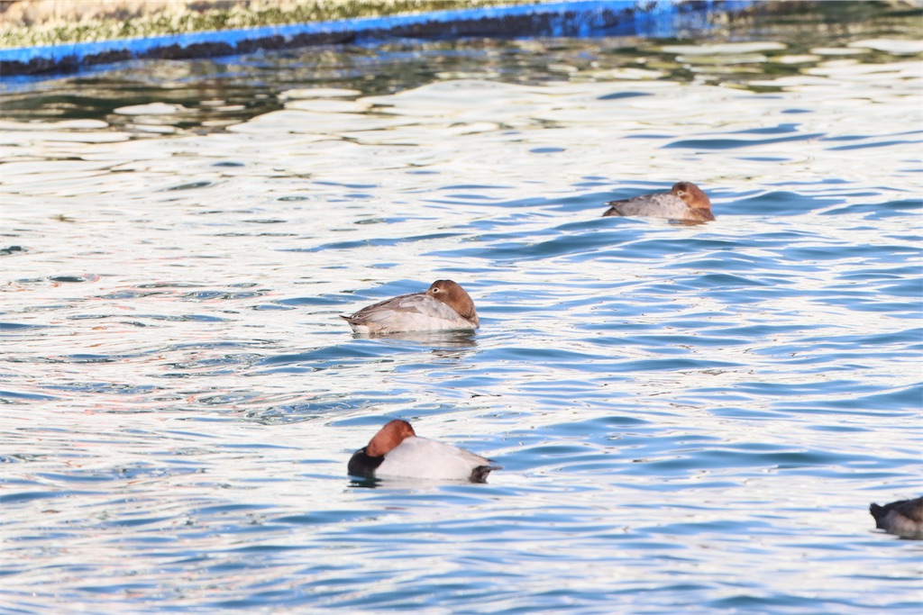 f:id:kitanominami:20230119020155j:image f:id:kitanominami:20230119020155j:image