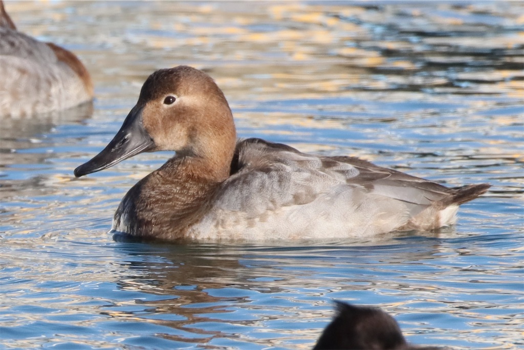 f:id:kitanominami:20230119234928j:image f:id:kitanominami:20230119234928j:image