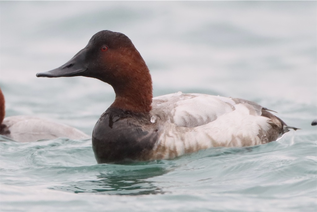 f:id:kitanominami:20230120225945j:image f:id:kitanominami:20230120225945j:image