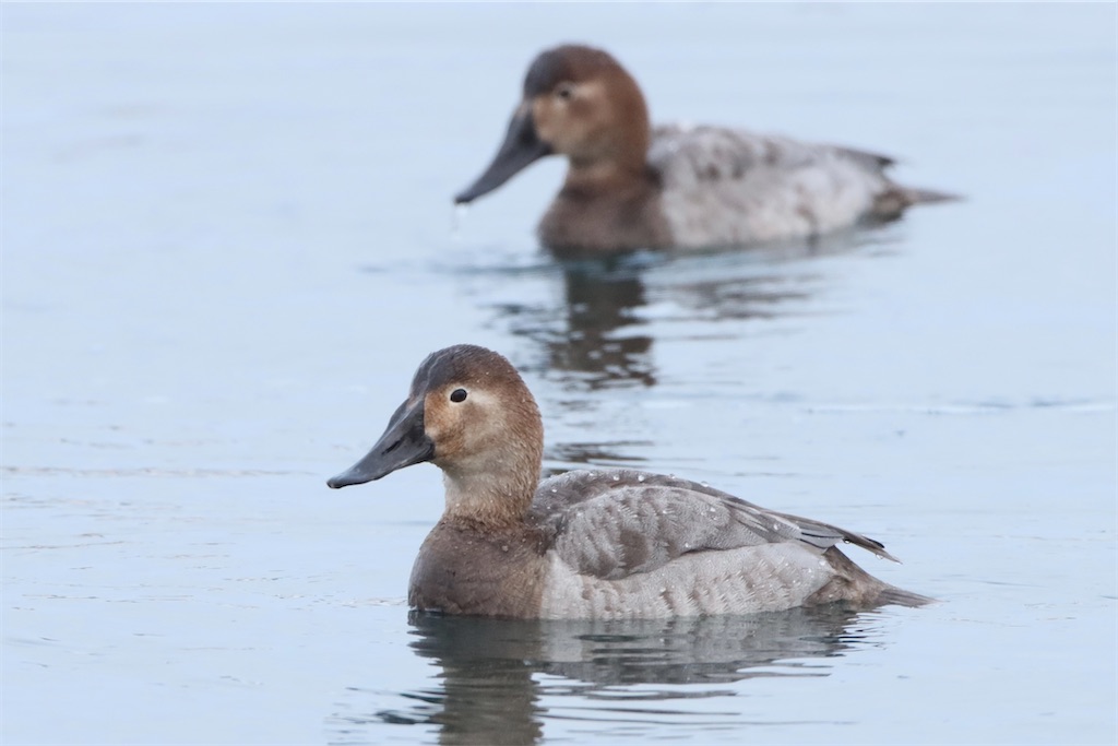 f:id:kitanominami:20230303213535j:image f:id:kitanominami:20230303213535j:image