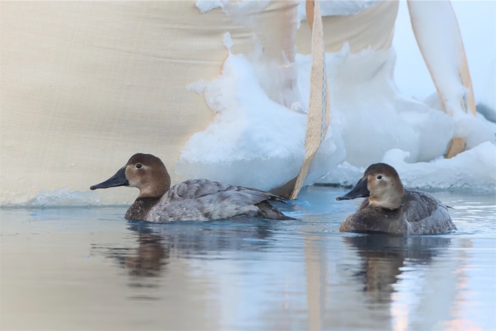 f:id:kitanominami:20230303213537j:image f:id:kitanominami:20230303213537j:image