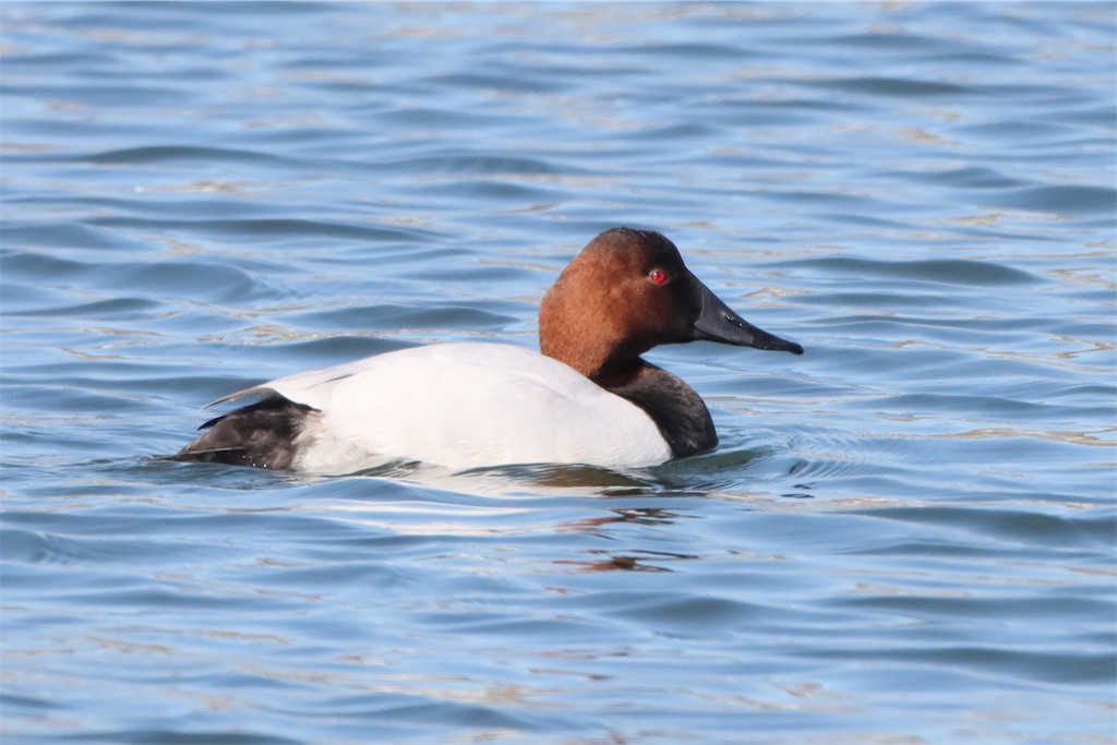 f:id:kitanominami:20230303214043j:image f:id:kitanominami:20230303214043j:image