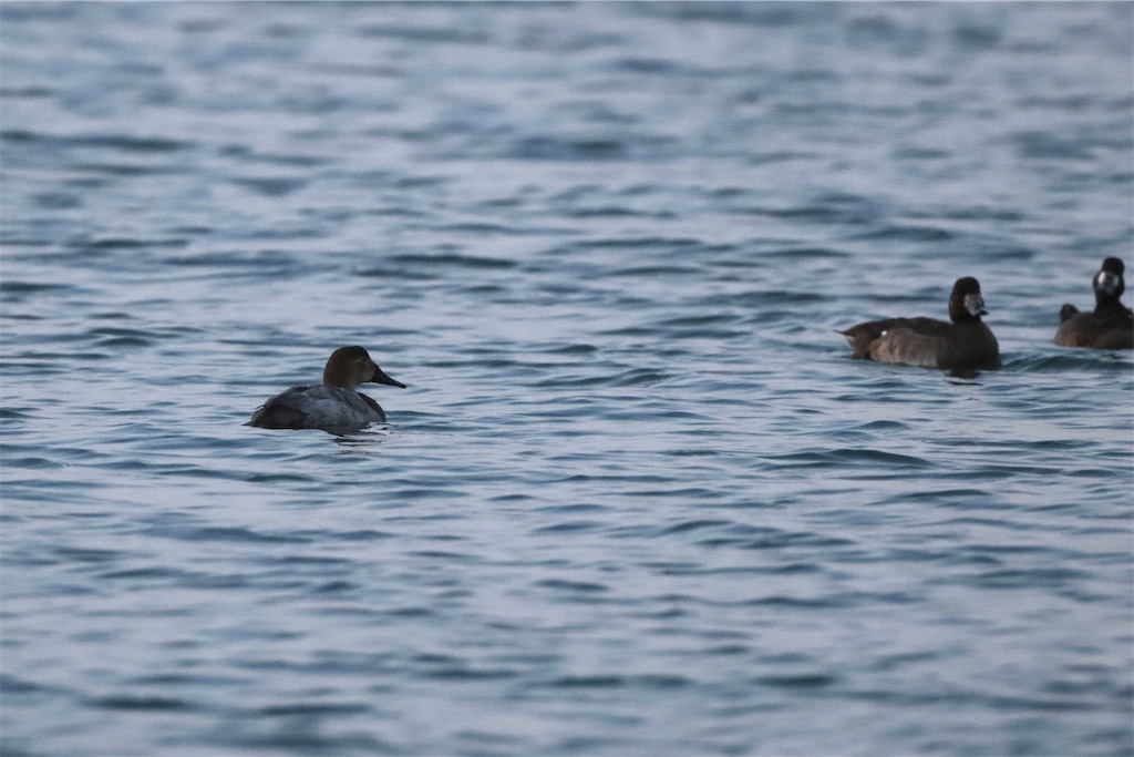 f:id:kitanominami:20230404183421j:image f:id:kitanominami:20230404183421j:image