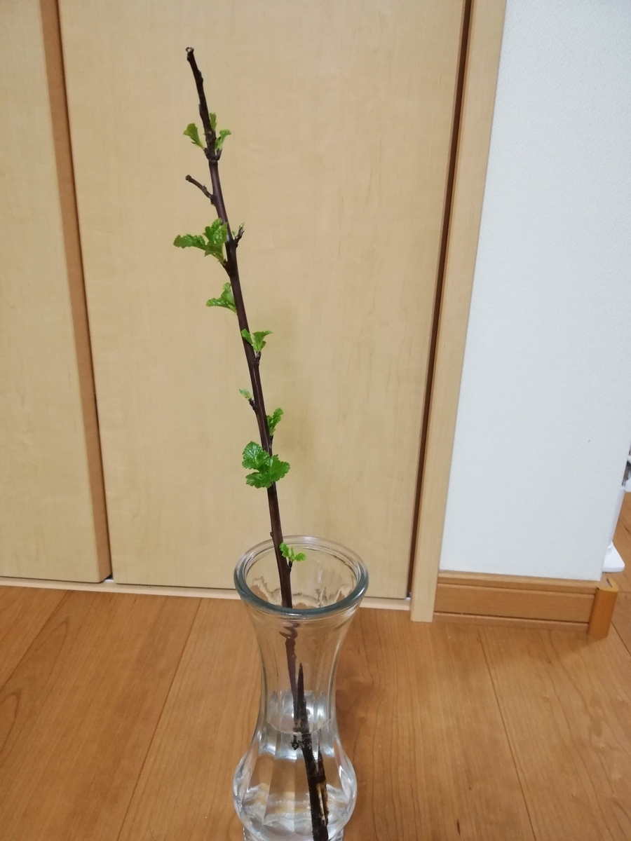 f:id:kitanoyukinko:20190320233326j:plain f:id:kitanoyukinko:20190320233326j:plain