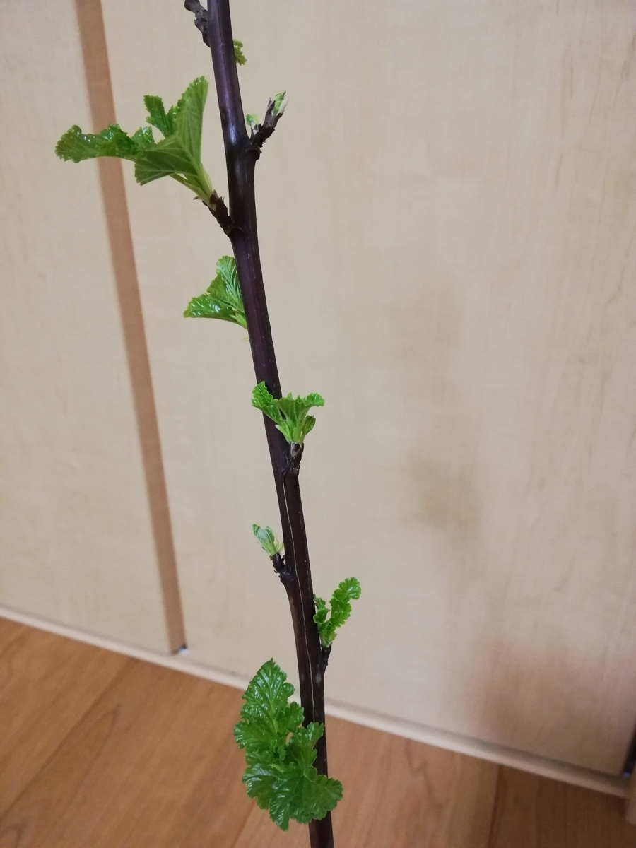 f:id:kitanoyukinko:20190320233349j:plain f:id:kitanoyukinko:20190320233349j:plain