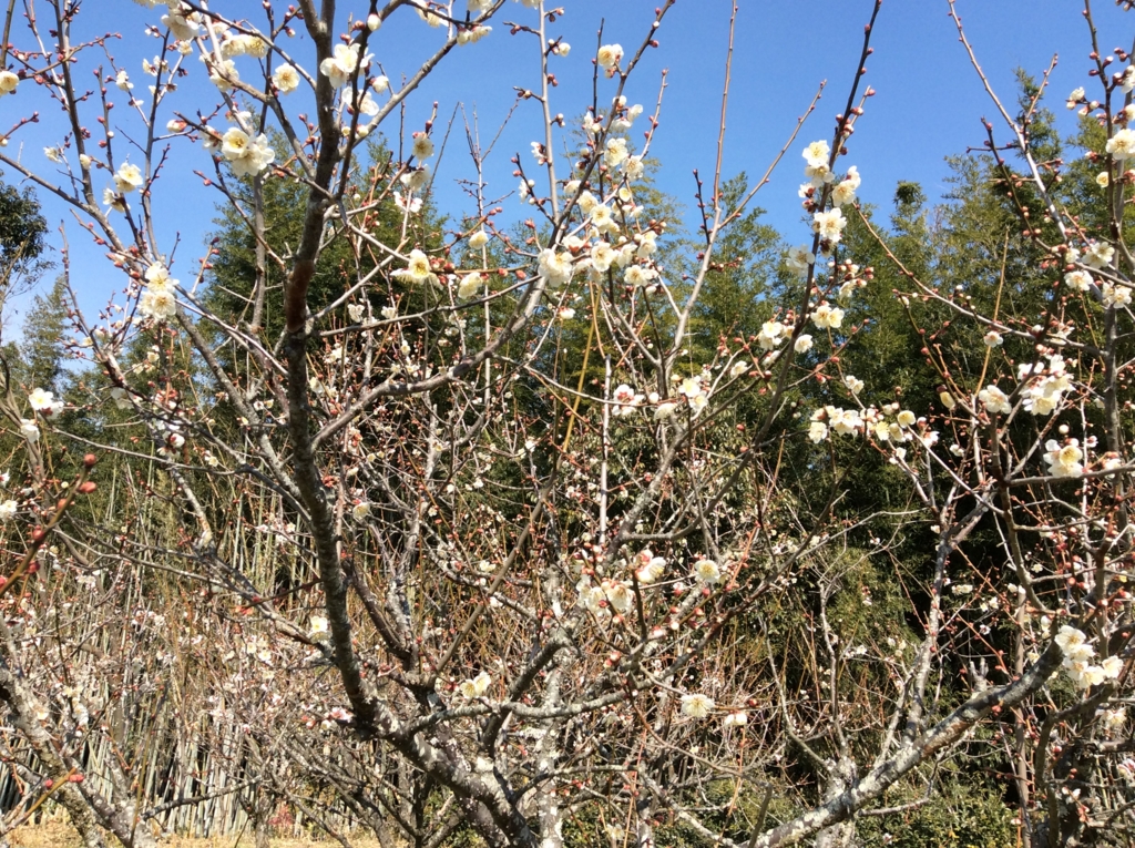 f:id:kitaro-teturo:20170226191319j:plain f:id:kitaro-teturo:20170226191319j:plain