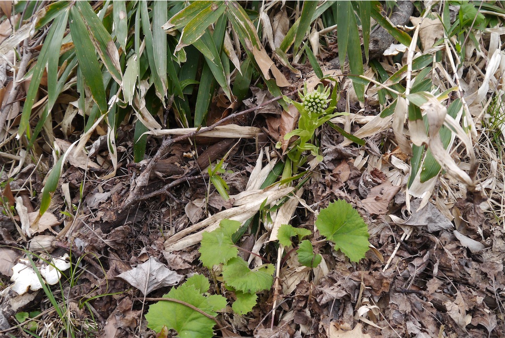f:id:kitatomirai:20190326162634j:image