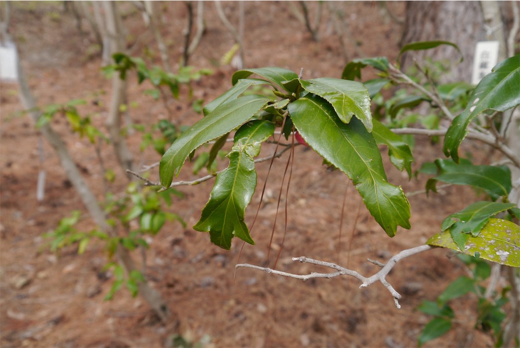 f:id:kitatomirai:20190326162655j:image