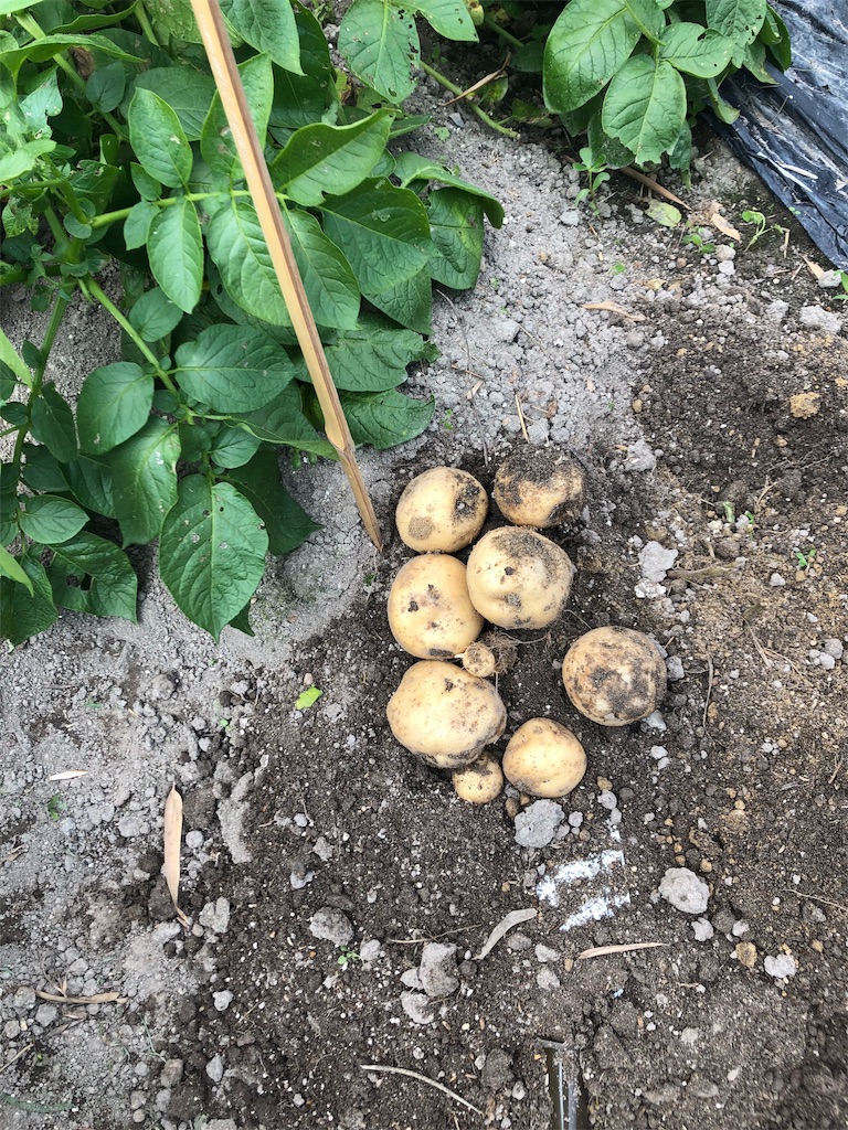 f:id:kitatomirai:20190624161116j:image