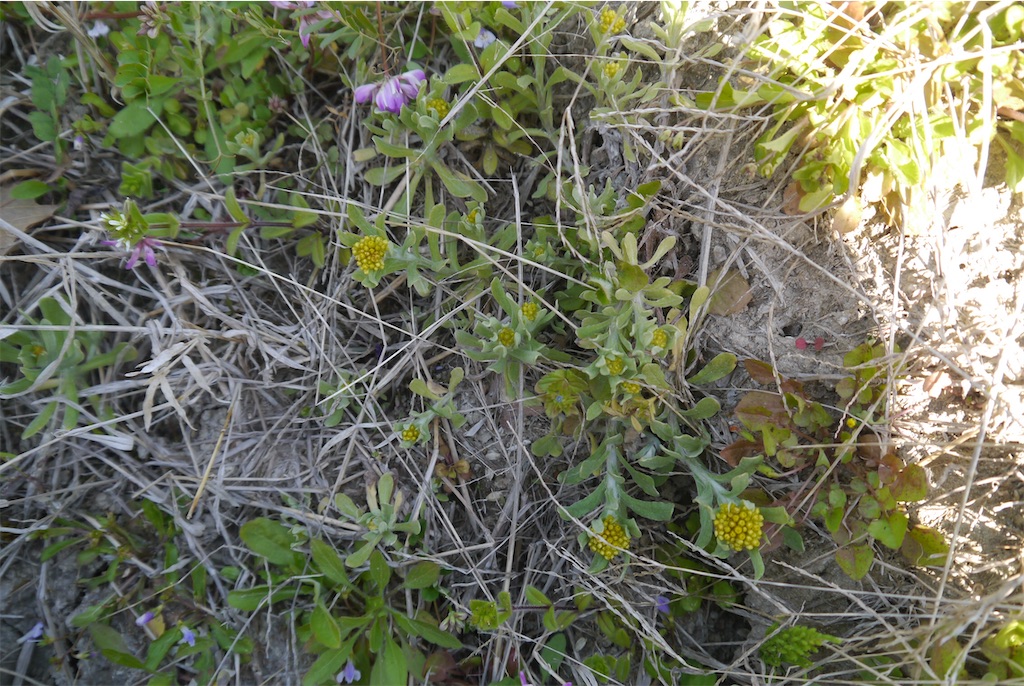 f:id:kitatomirai:20200329232525j:image f:id:kitatomirai:20200329232525j:image