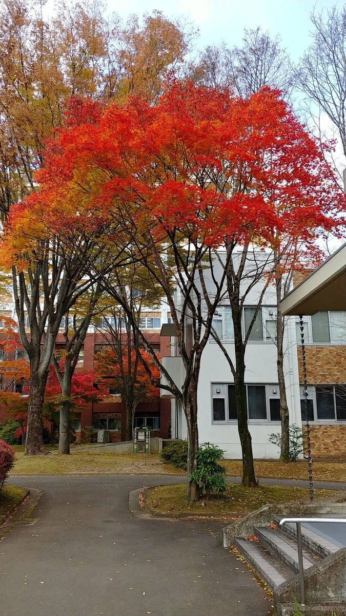 f:id:kitchen_LV:20201106202930j:plain