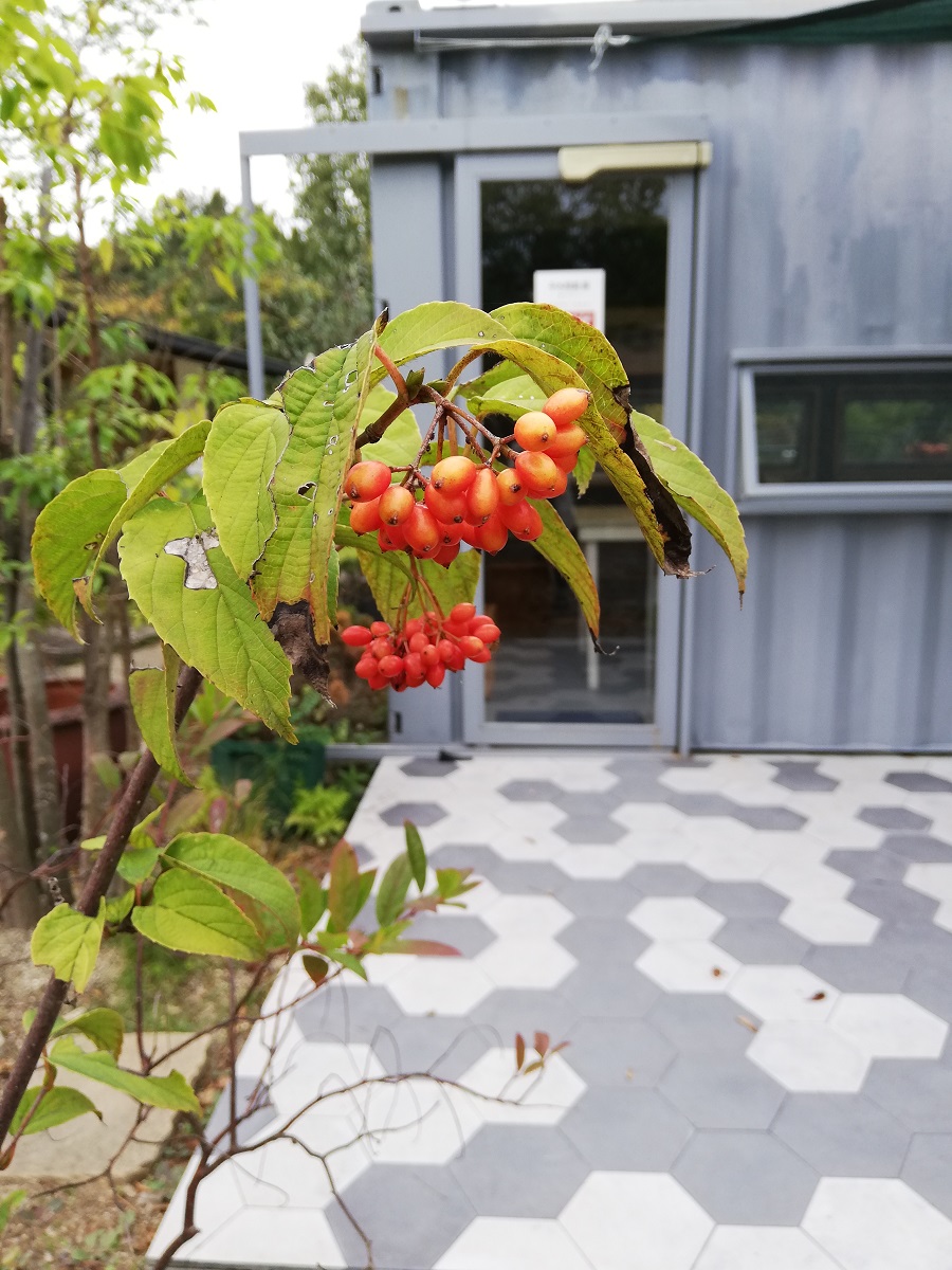 f:id:kitchenfudo:20191023133000j:plain