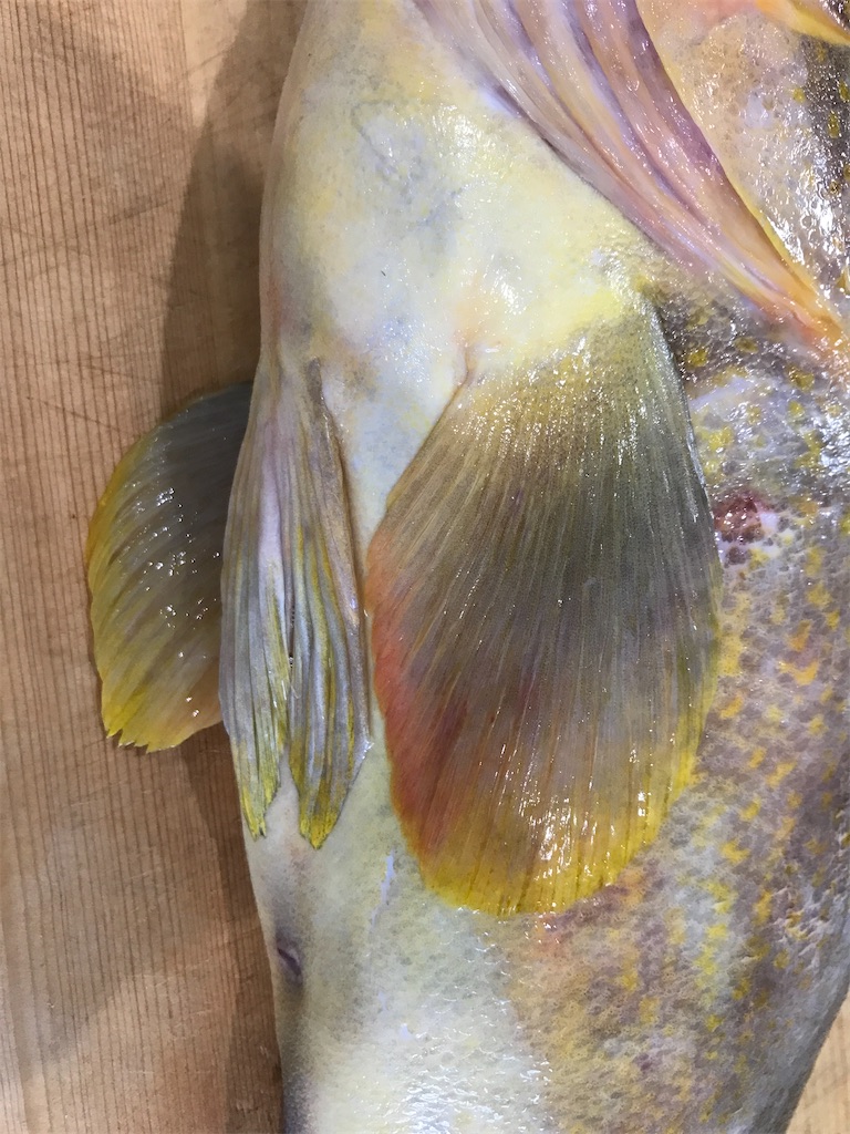 キアラ アオハタ を捌いて 刺身と鍋に 様々な料理をつくるキッチン内の実験室 キッチンラボ