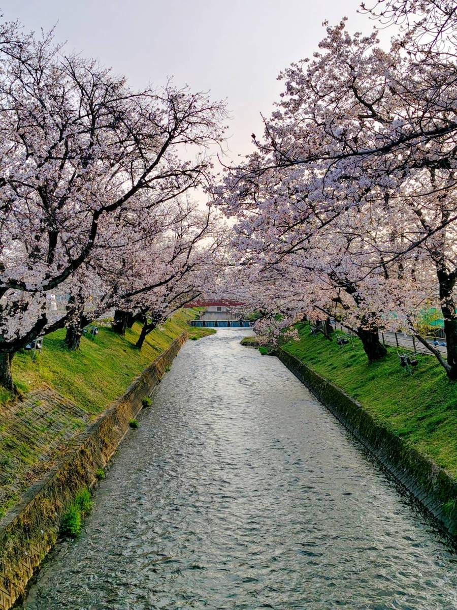 五条川の桜が満開の写真