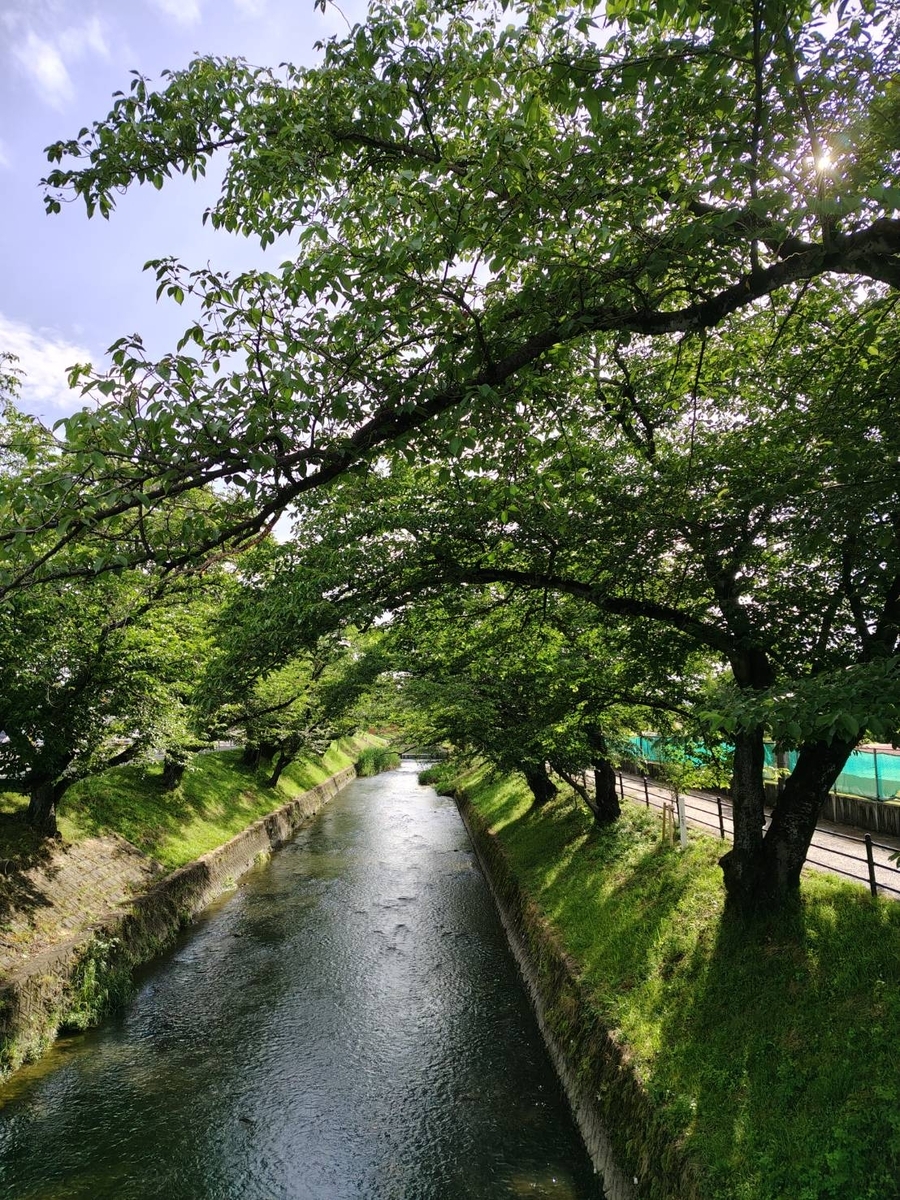 五条川の新緑の写真