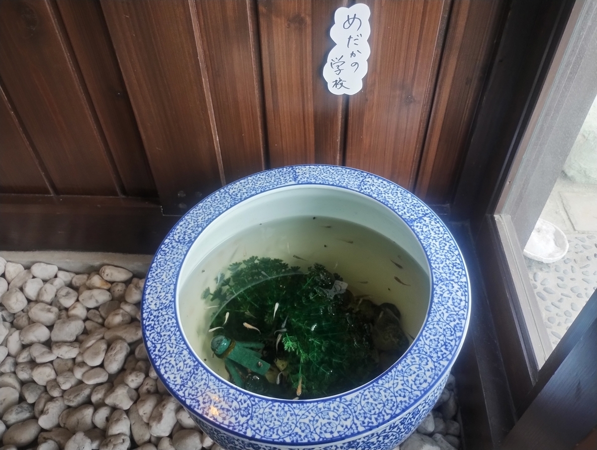 鉢に入ったたくさんのメダカの写真