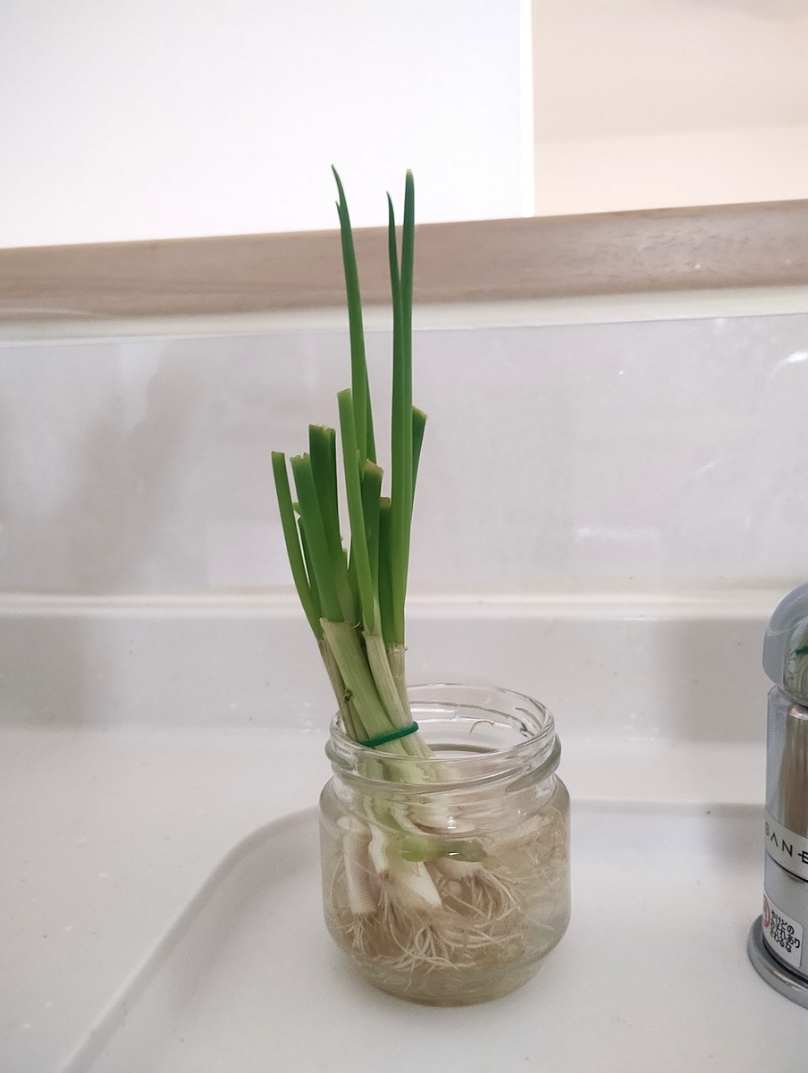 キッチンで水にさして育てているネギのリボベジ