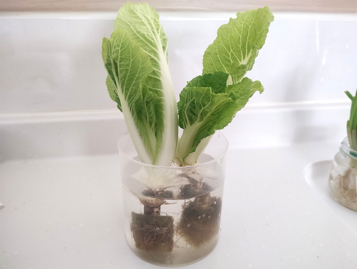 キッチンで水にさして育てている白菜のリボベジ