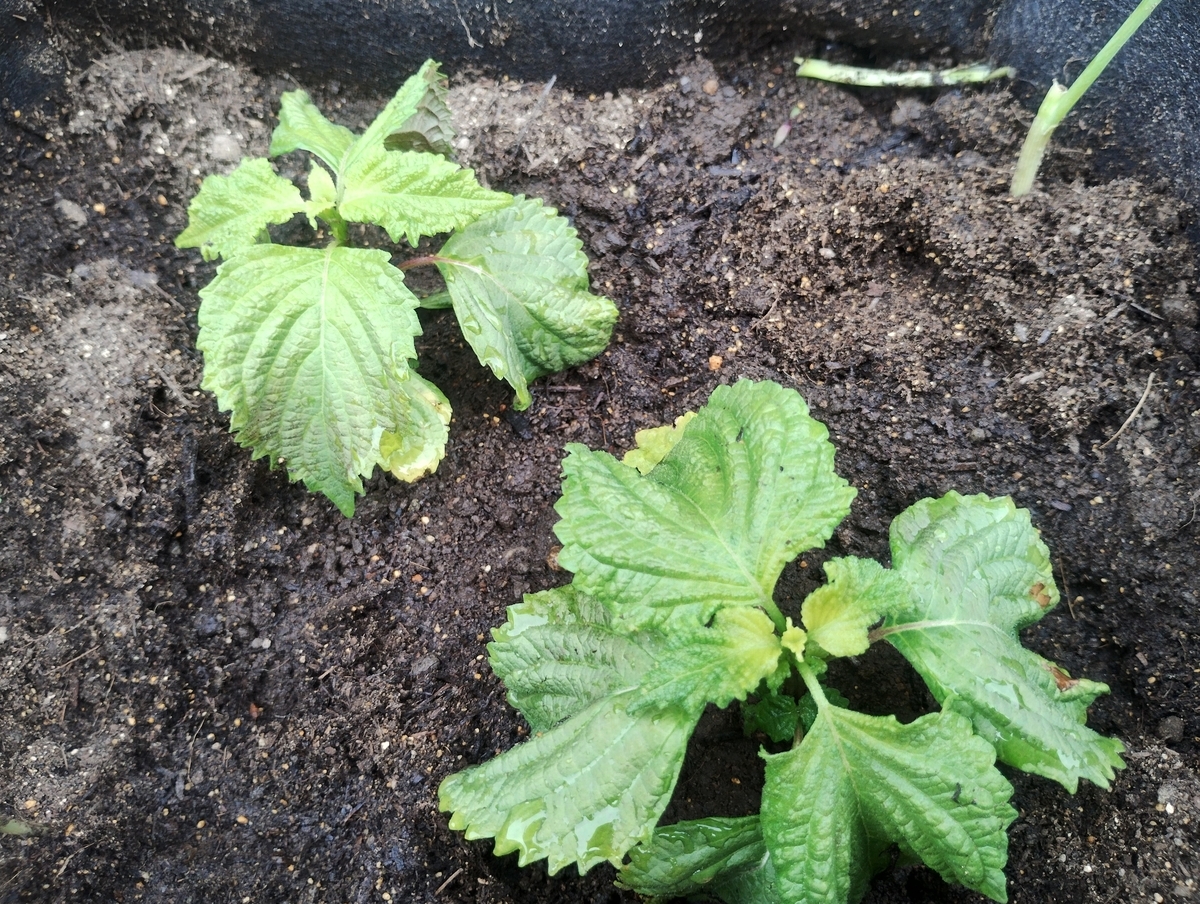 不織布のプランターに植えた大葉２株