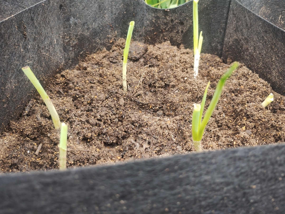 庭のプランターに植えたネギのリボベジ