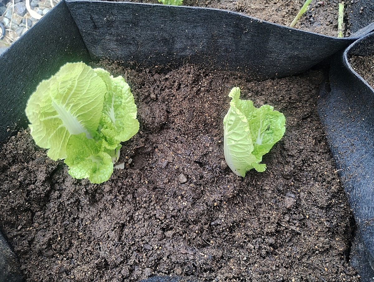 庭のプランターに植えた白菜のリボベジ