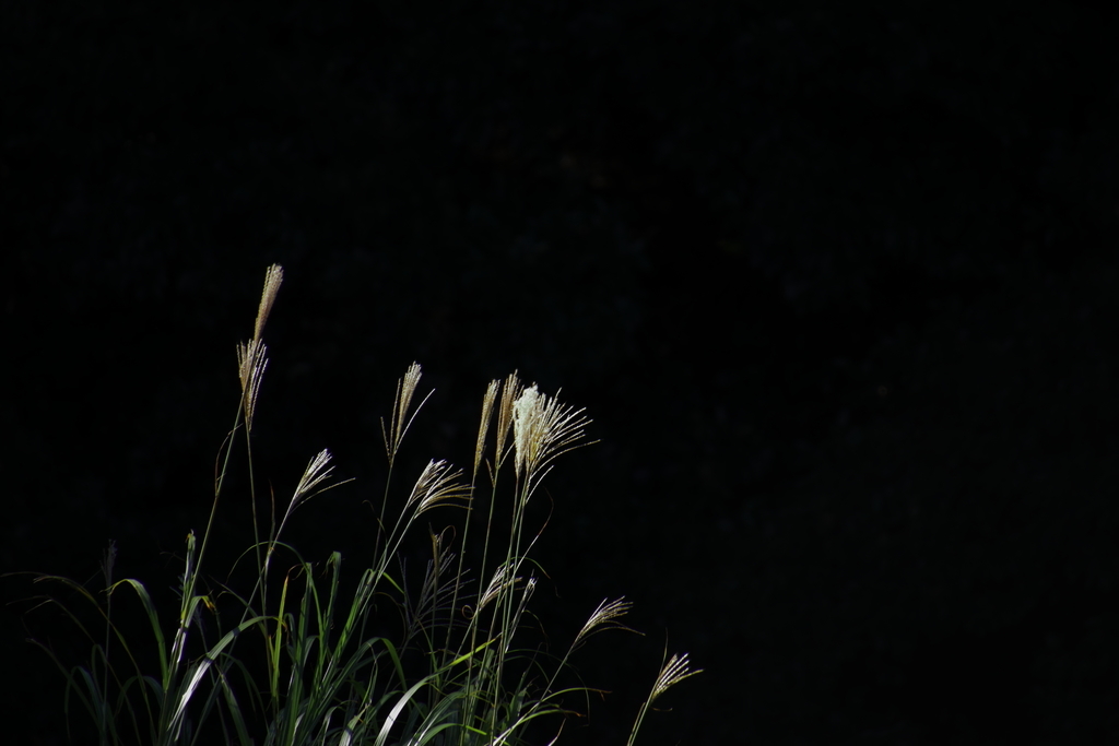 f:id:kitchenobake:20181008212640j:plain