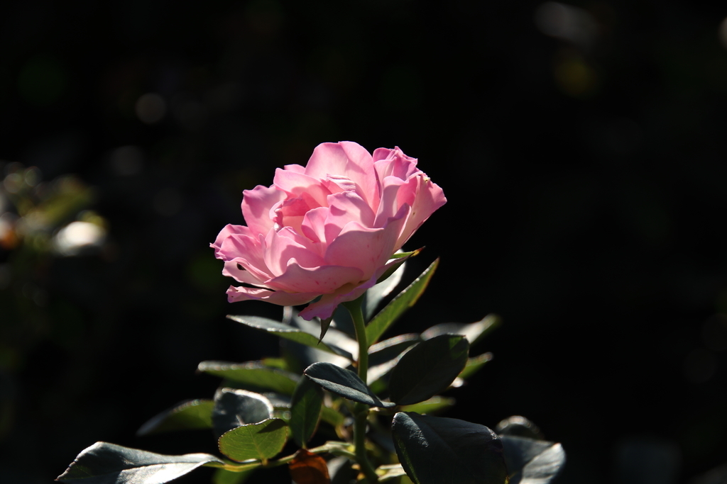 f:id:kitchenobake:20181008213000j:plain