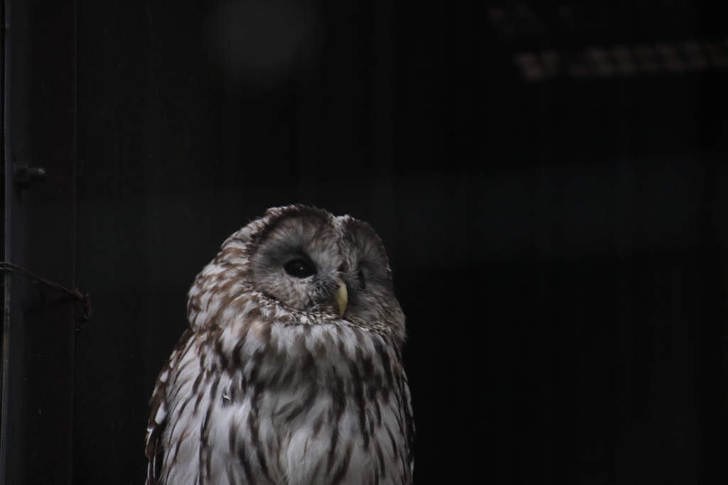 上野動物園は癒しの鳥天国 おかっておばけ