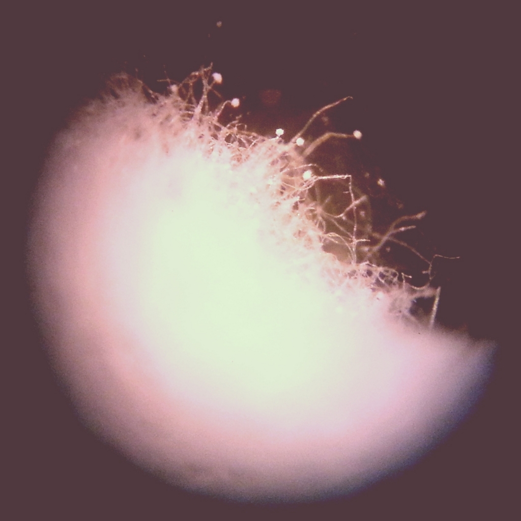 f:id:kitchensciencelab:20170903090807j:plain f:id:kitchensciencelab:20170903090807j:plain