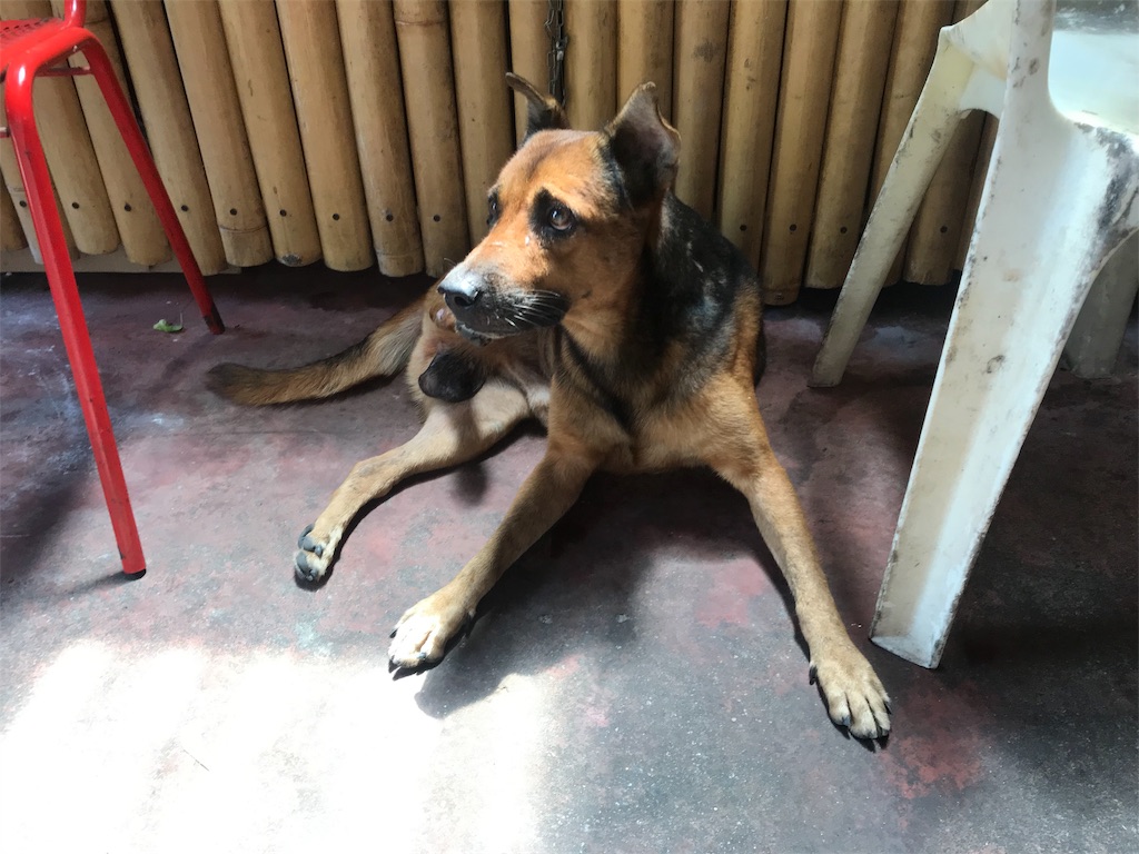 f:id:kiteretsumame:20190506184610j:image f:id:kiteretsumame:20190506184610j:image